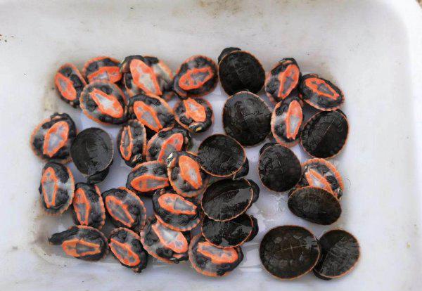 为什么说圆澳龟最难养的龟