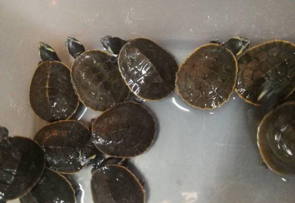 为什么说圆澳龟最难养的龟