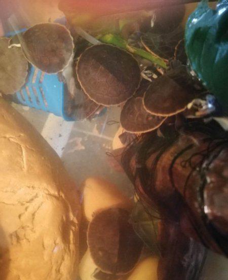 为什么说圆澳龟最难养的龟