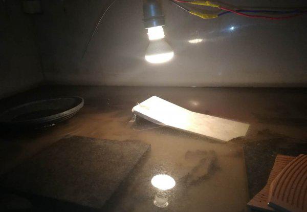 为什么说圆澳龟最难养的龟