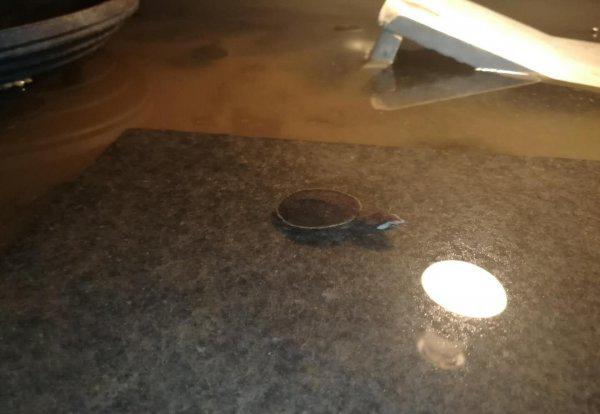 为什么说圆澳龟最难养的龟