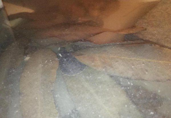 为什么说圆澳龟最难养的龟