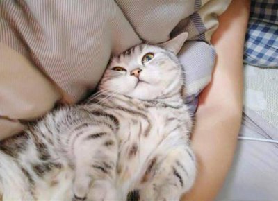 十大适合家养的猫 什么小猫适合新手家里养又不贵