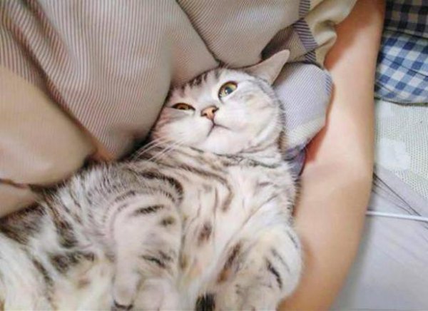 十大适合家养的猫