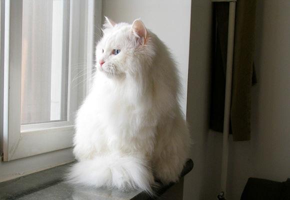 十大适合家养的猫