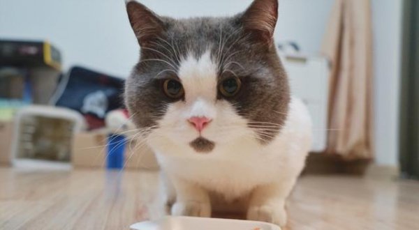 十大适合家养的猫