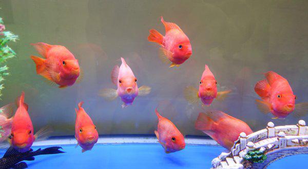 鱼缸里的鱼为什么老是死