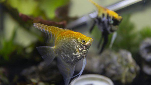 鱼缸里的鱼为什么老是死