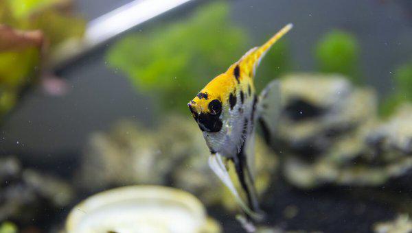 鱼缸里的鱼为什么老是死