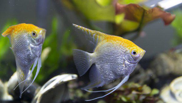 鱼缸里的鱼为什么老是死