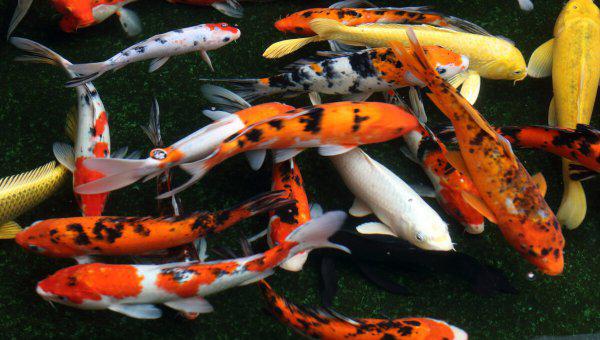 鱼缸里的鱼为什么老是死