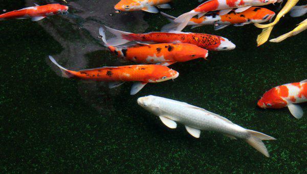 鱼缸里的鱼为什么老是死