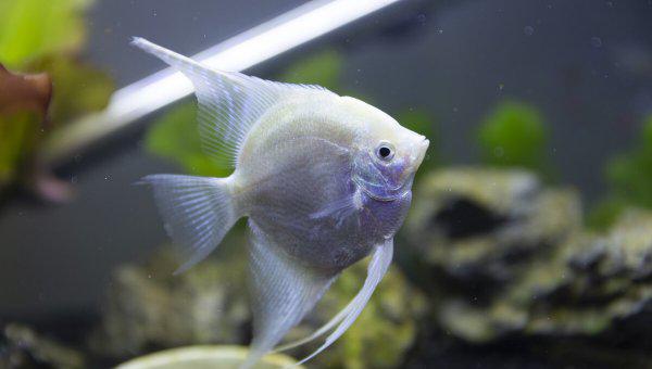 鱼缸里的鱼为什么老是死