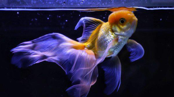 鱼缸里的鱼为什么老是死