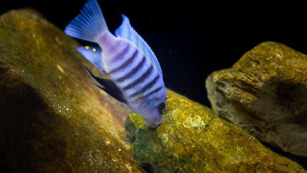 鱼缸里的鱼为什么老是死