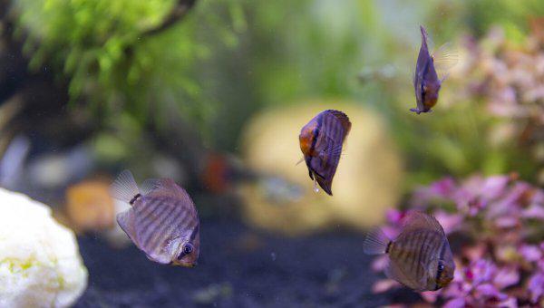 鱼缸里的鱼为什么老是死