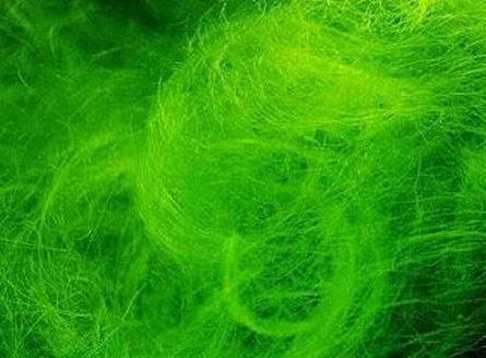 鱼缸里的丝藻怎么去除