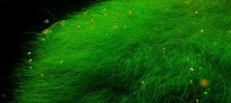 鱼缸里的丝藻怎么去除