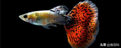 孔雀鱼苗怎么喂养 孔雀鱼刚生的小鱼怎么养成活率高