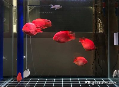 普通鹦鹉鱼能长多大 鹦鹉鱼跟迷你鹦鹉有什么关系