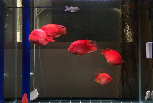 普通鹦鹉鱼能长多大