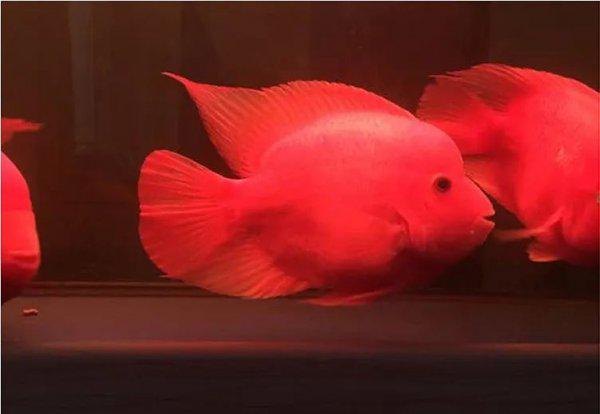 普通鹦鹉鱼能长多大