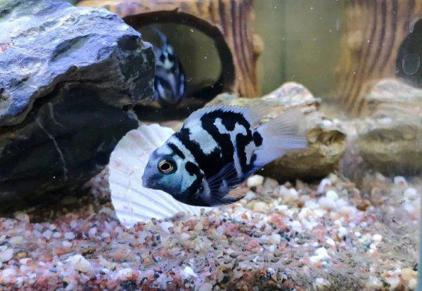 普通鹦鹉鱼能长多大