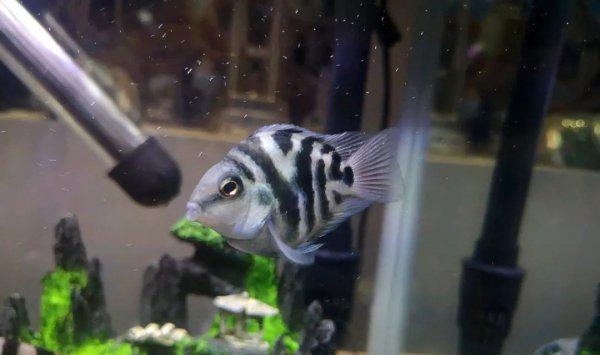 普通鹦鹉鱼能长多大