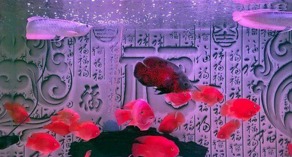 普通鹦鹉鱼能长多大