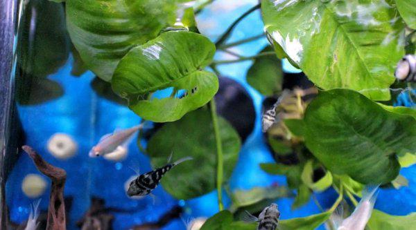 普通鹦鹉鱼能长多大