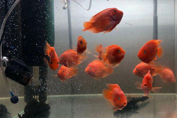 普通鹦鹉鱼能长多大