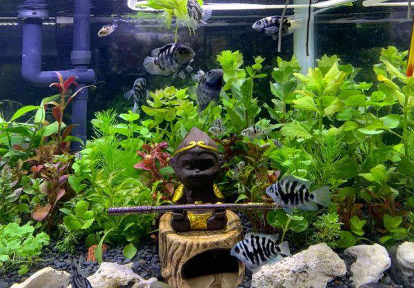 普通鹦鹉鱼能长多大