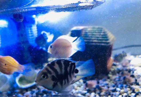 普通鹦鹉鱼能长多大