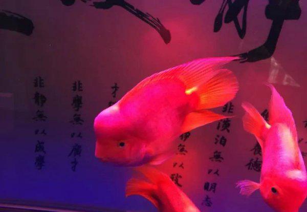 普通鹦鹉鱼能长多大