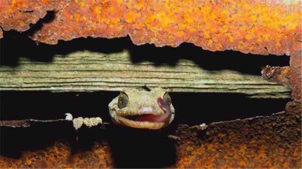 壁虎断尾多久能长出来