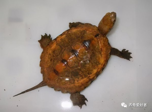 乌龟会游泳吗会淹死吗