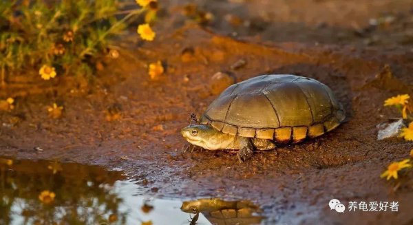 乌龟会游泳吗会淹死吗