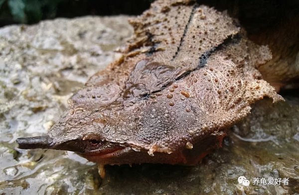 乌龟会游泳吗会淹死吗