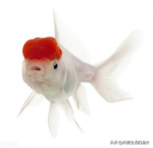 金鱼不吃食是什么原因 金鱼为什么不吃食怎么治疗