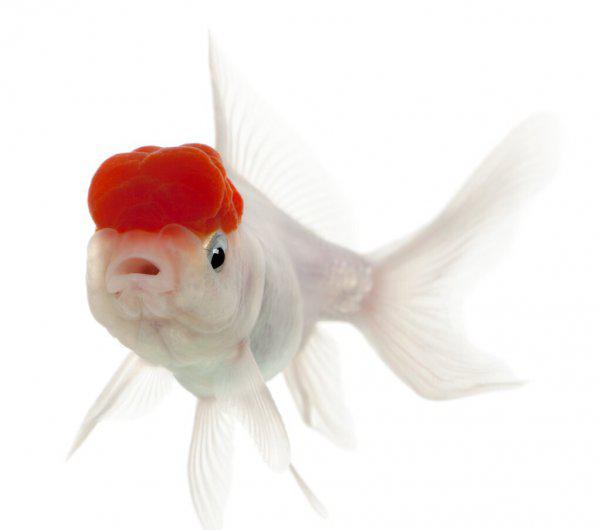 金鱼不吃食是什么原因