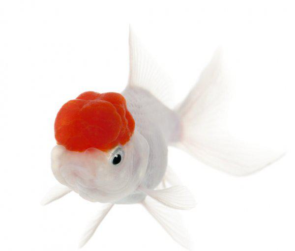 金鱼不吃食是什么原因