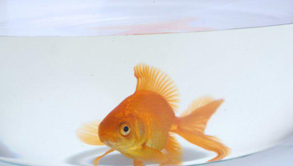 金鱼不吃食是什么原因