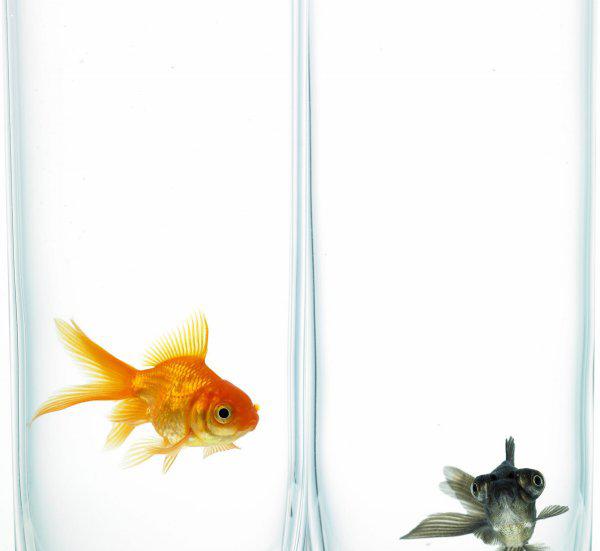 金鱼不吃食是什么原因