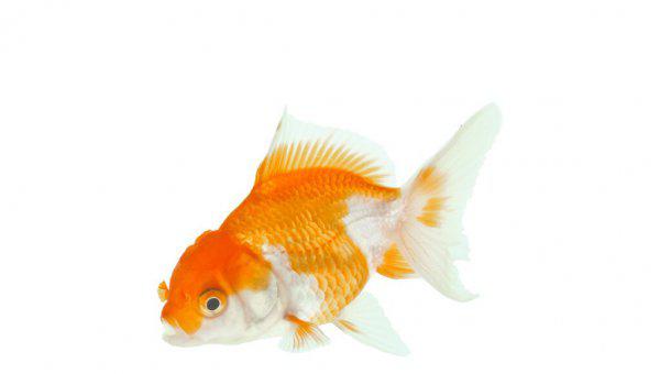 金鱼不吃食是什么原因