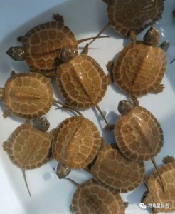 乌龟的智商有多高 什么品种的乌龟智力是最高的呢