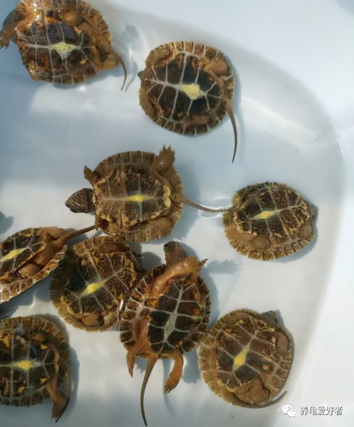 乌龟的智商有多高