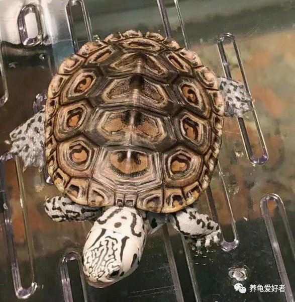 乌龟的智商有多高