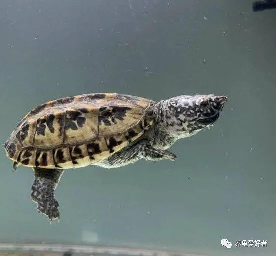 乌龟的智商有多高