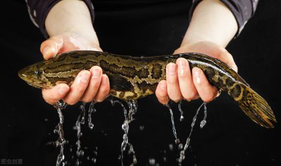 野生黑鱼一般多少斤 世界上最大的野生黑鱼有多大