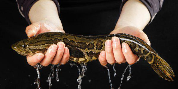 野生黑鱼一般多少斤